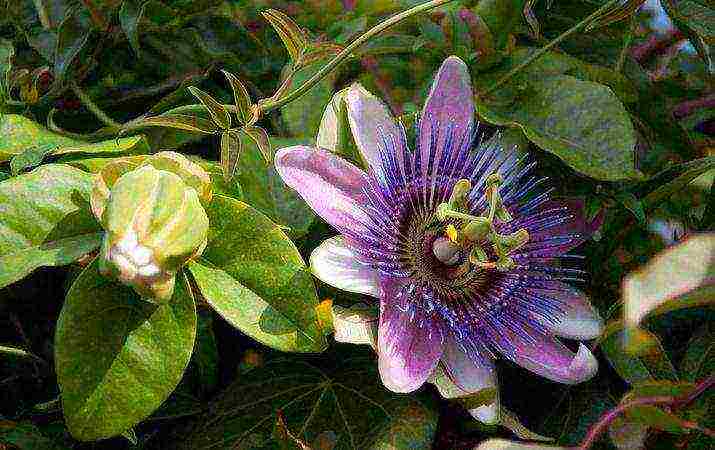 how to grow passionflower at home