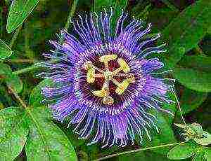 how to grow passionflower at home