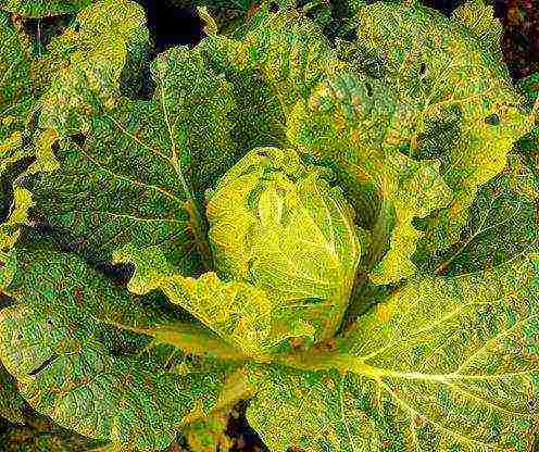 how to grow Chinese cabbage outdoors