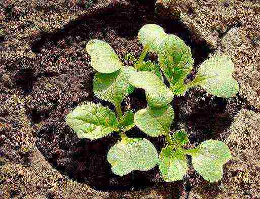 how to grow Chinese cabbage outdoors