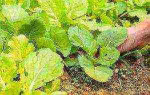 how to grow Chinese cabbage outdoors