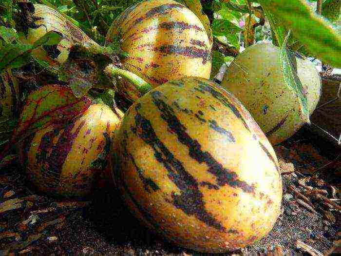 kung paano palaguin ang pepino sa bahay