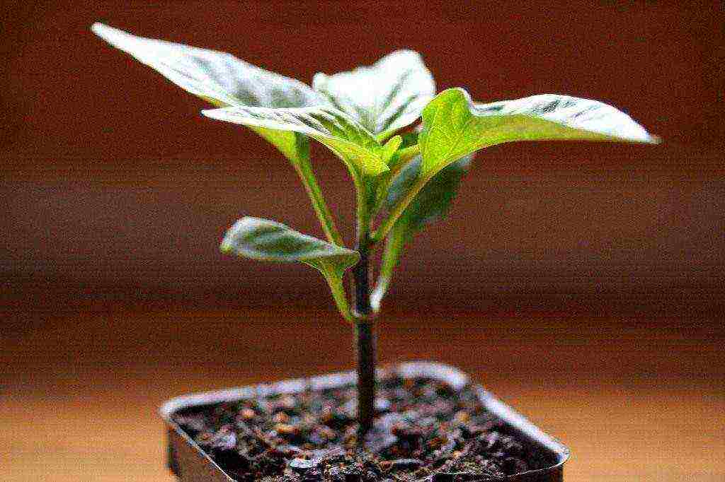 how to grow peppers from seeds at home