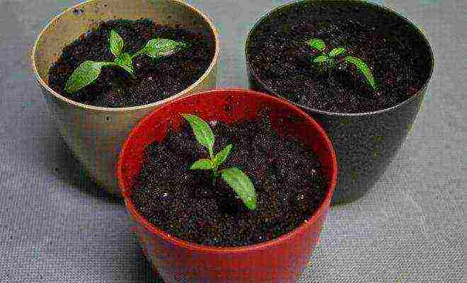 how to grow peppers from seeds at home