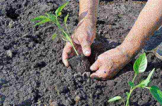 how to grow peppers from seeds at home