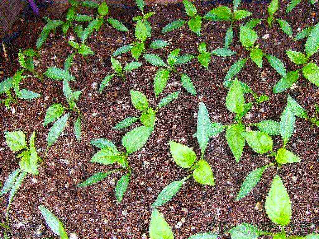 how to grow peppers from seeds at home