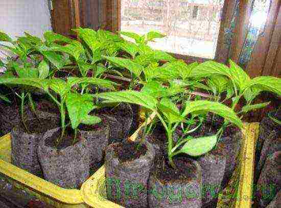 how to grow peppers from seeds at home