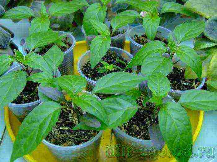 how to grow peppers from seeds at home