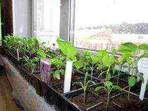 how to grow peppers from seeds at home