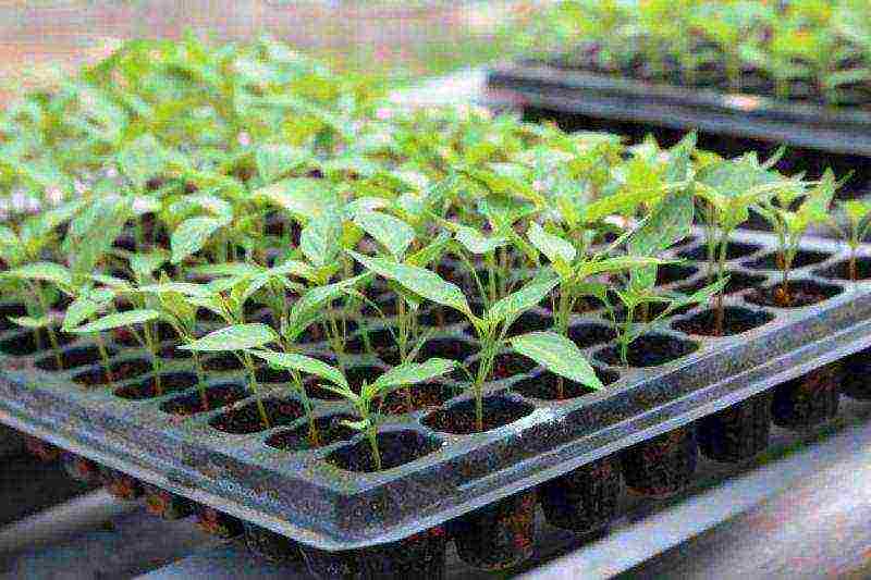 how to grow pepper from seeds at home