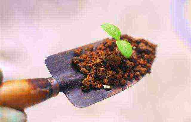 how to grow pepper from seeds at home