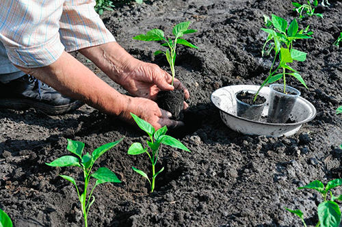 how to grow pepper outdoors in the suburbs