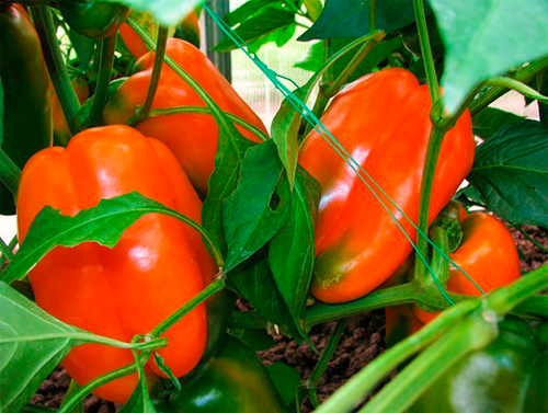 how to grow pepper outdoors in the suburbs