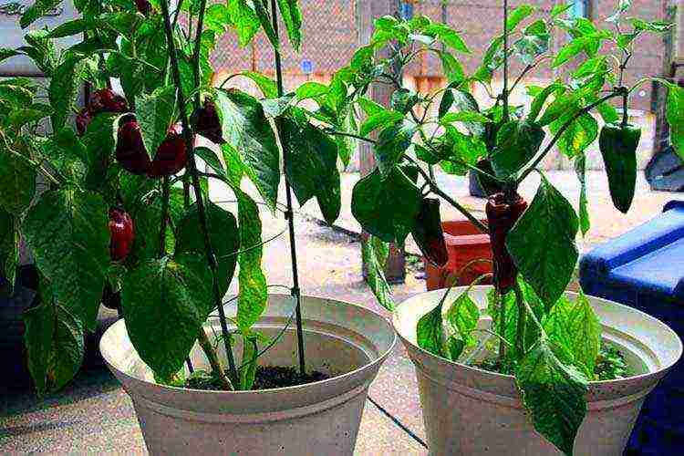 how to grow peppers in the winter at home