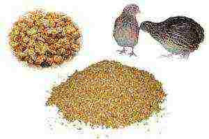 how to grow quail at home for eggs