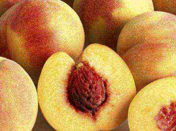 how to grow a peach from a stone at home