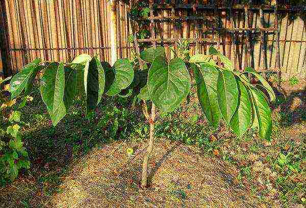 kung paano mapalago ang isang melokoton mula sa isang bato sa bahay