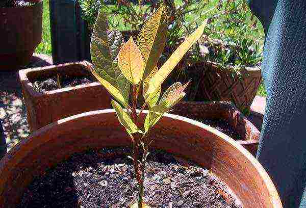 how to grow a peach from a stone at home