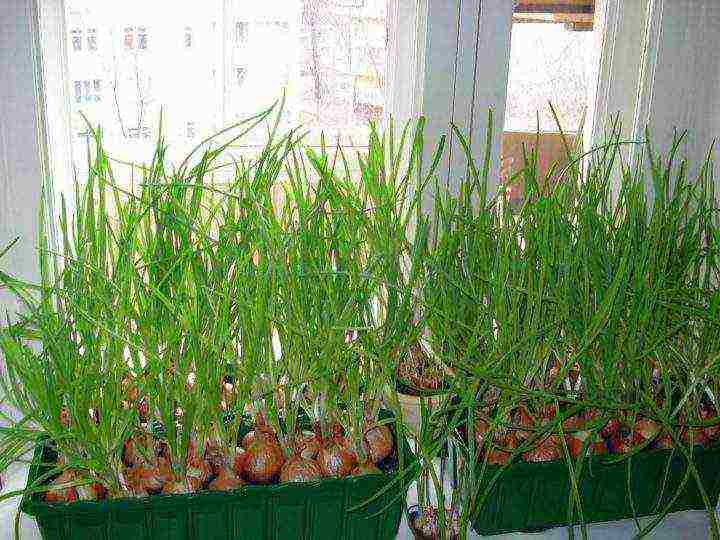 how to grow parsley on a windowsill all year round