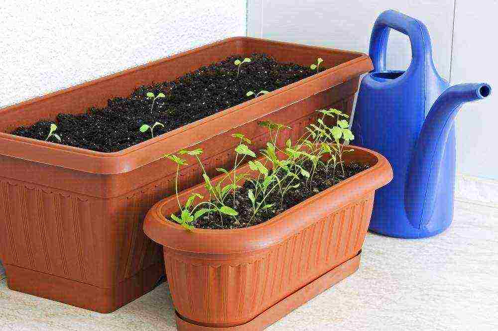 how to grow parsley on a windowsill all year round