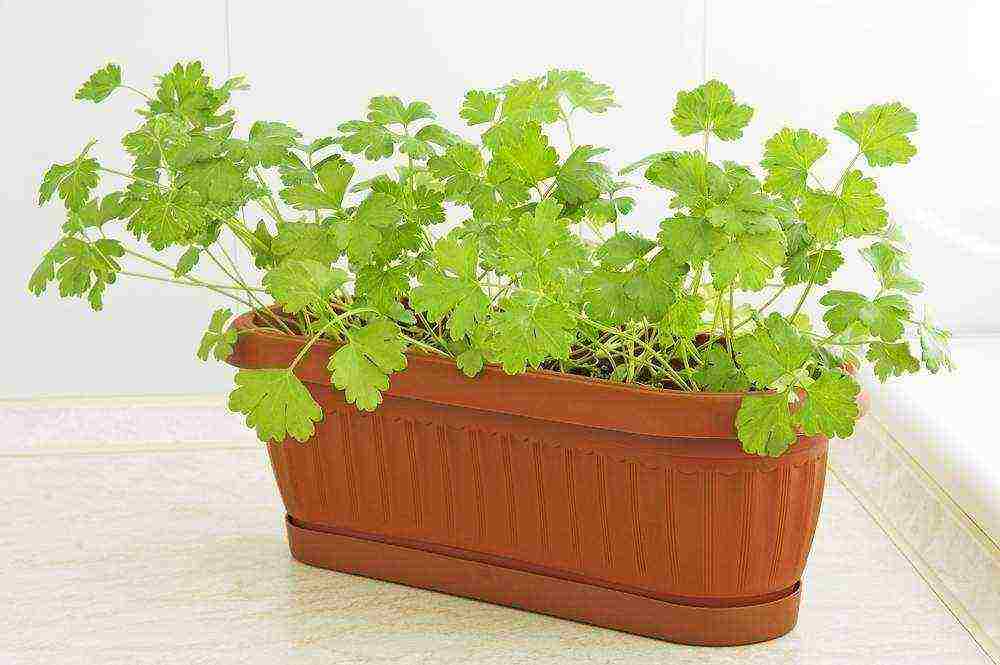 how to grow parsley on a windowsill all year round