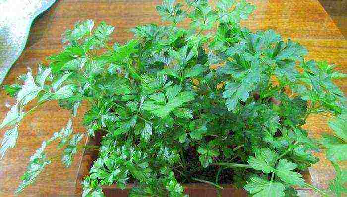 how to grow parsley on a windowsill all year round