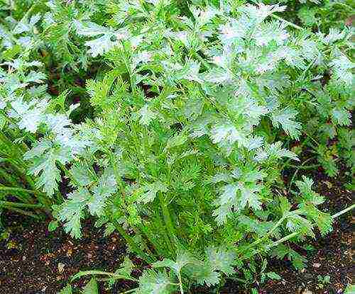 how to grow parsley on a windowsill all year round