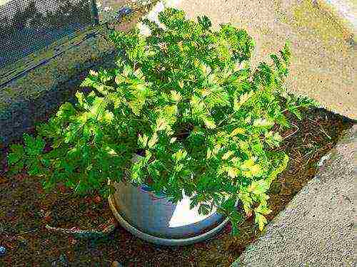 how to grow parsley on a windowsill all year round