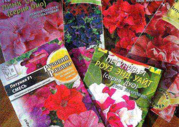 how to grow petunia from seeds at home