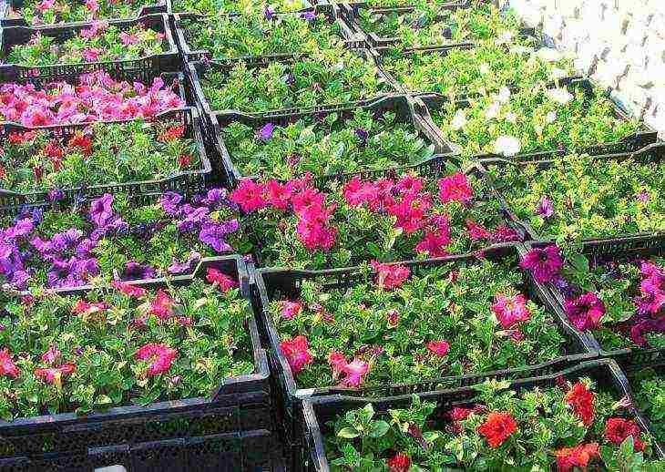 how to grow petunia from seeds at home