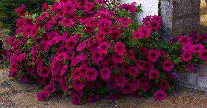 how to grow petunia from seeds at home