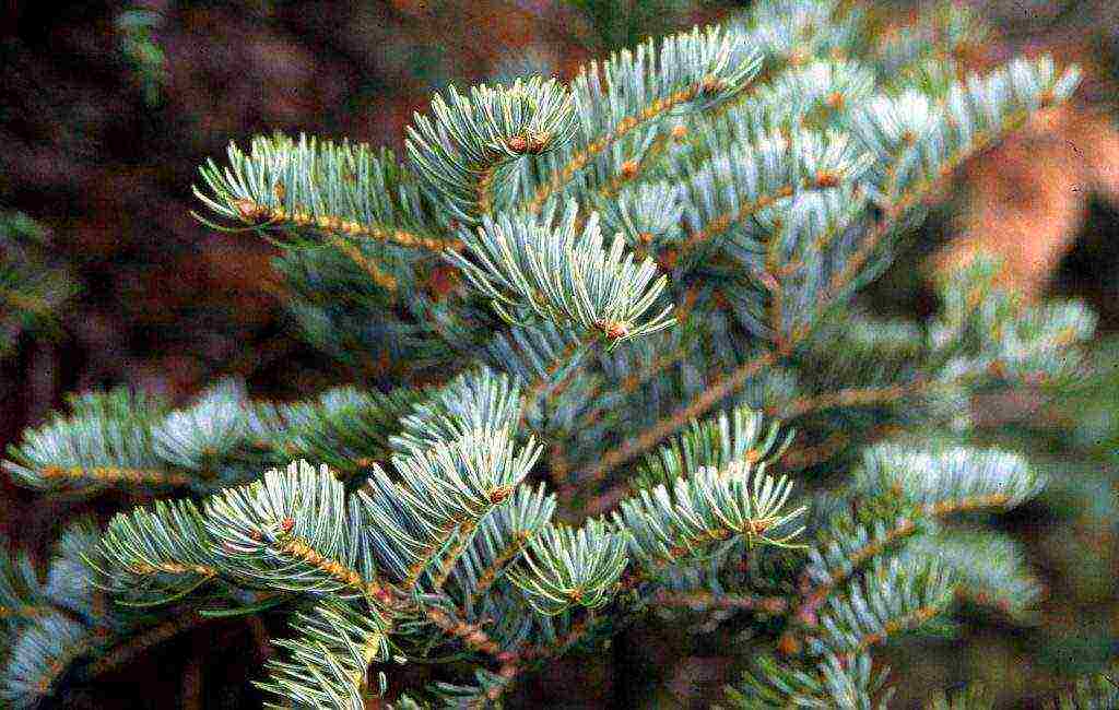 how to grow fir at home