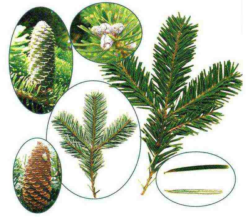 how to grow fir at home