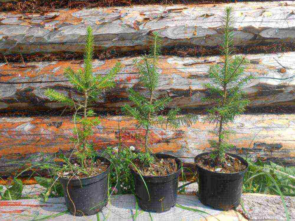 how to grow fir at home