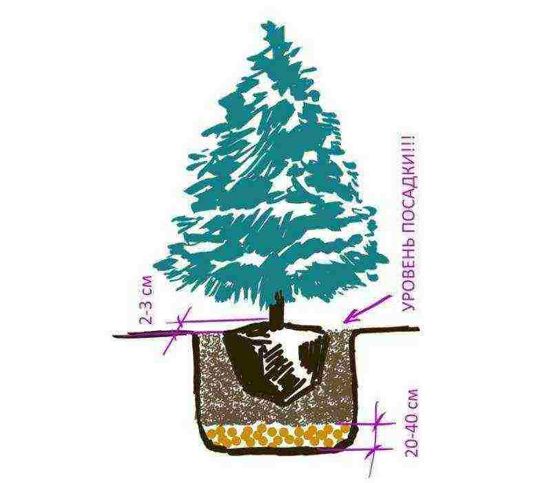 how to grow fir at home