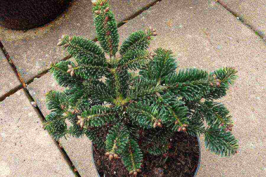 how to grow fir at home