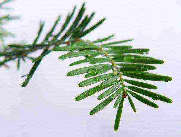 how to grow fir at home