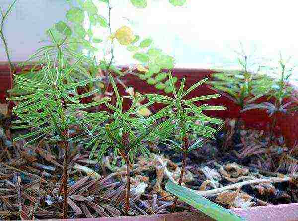 how to grow fir at home