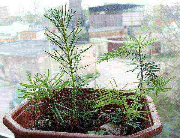 how to grow fir at home