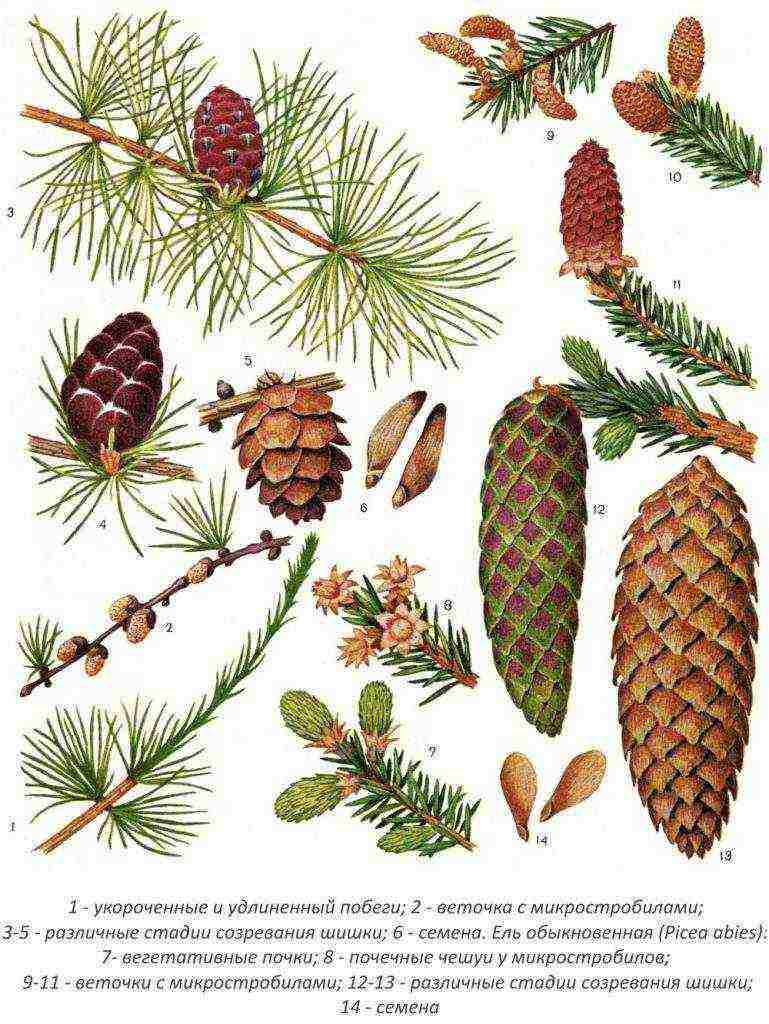 how to grow fir at home