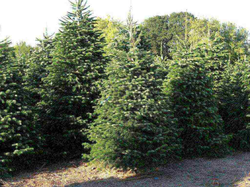 how to grow fir at home