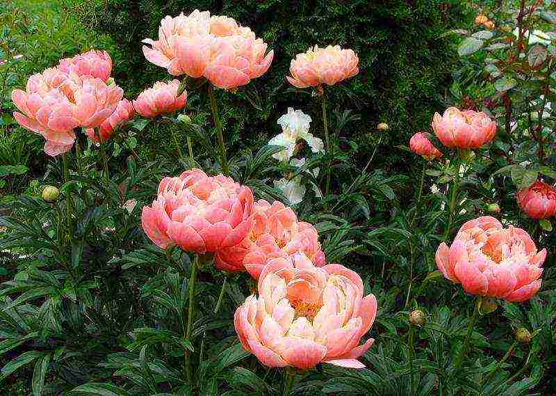 how to grow peonies in the country and how to care for it