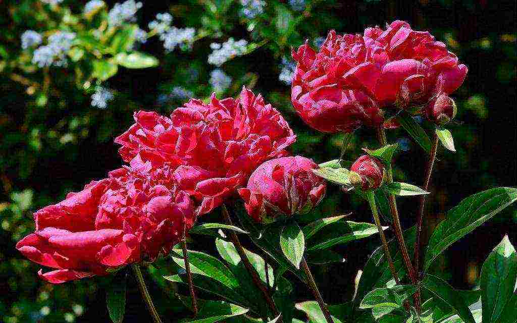 how to grow peonies in the country and how to care for it