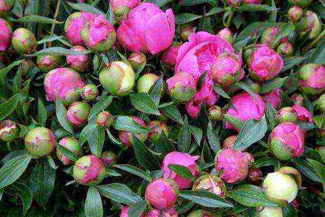 how to grow peonies in the country and how to care for it