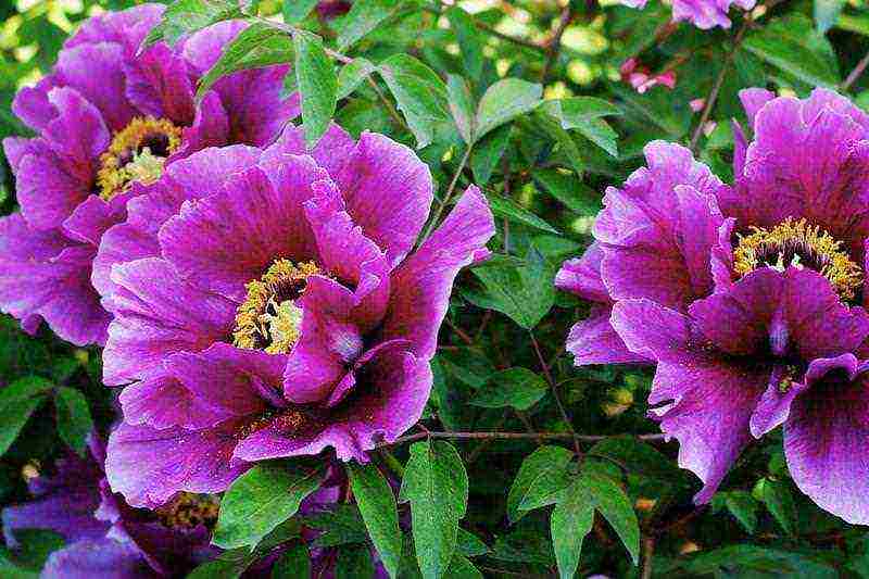 how to grow peonies in the country and how to care for it