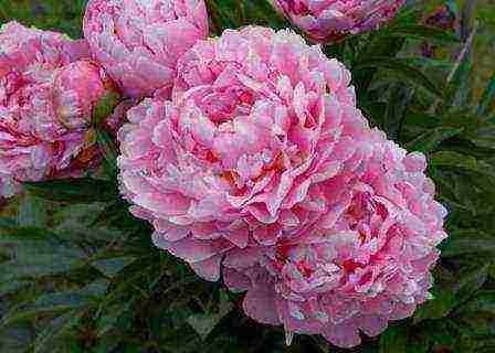 how to grow peonies in the country and how to care for it