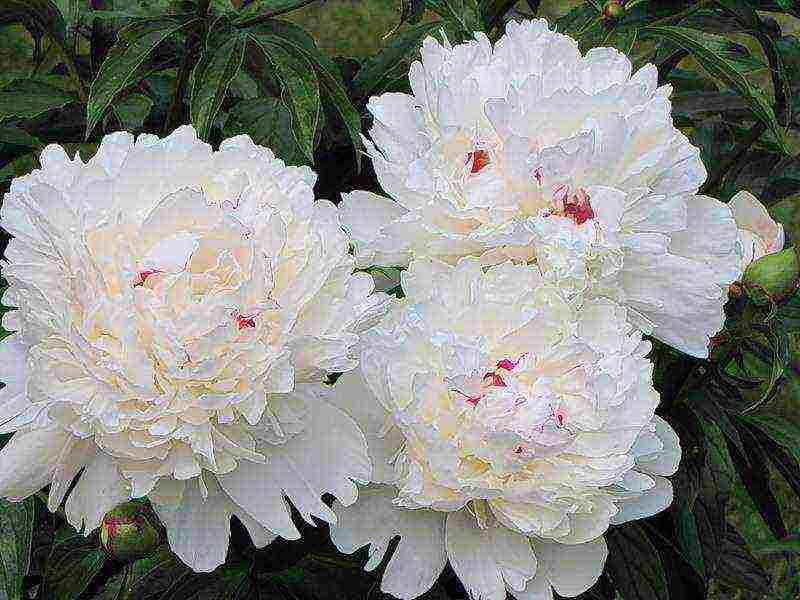 how to grow peonies in the country and how to care for it