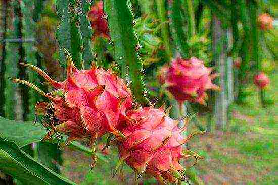 كيف ينمو pitahaya في المنزل