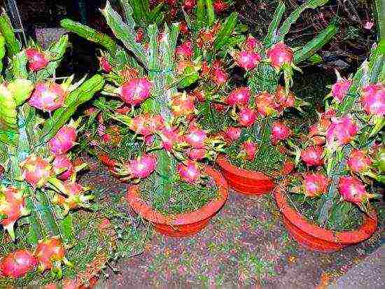 how to grow pitahaya at home