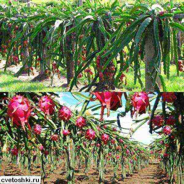 كيف ينمو pitahaya في المنزل